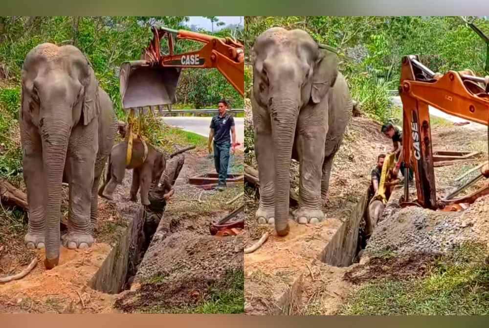 Ibu Gajah Setia Tunggu Anak Jatuh Longkang