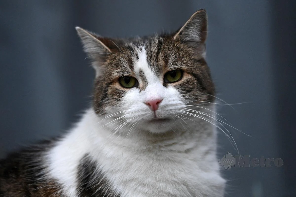 Kucing ‘Lantikan’ Perdana Menteri