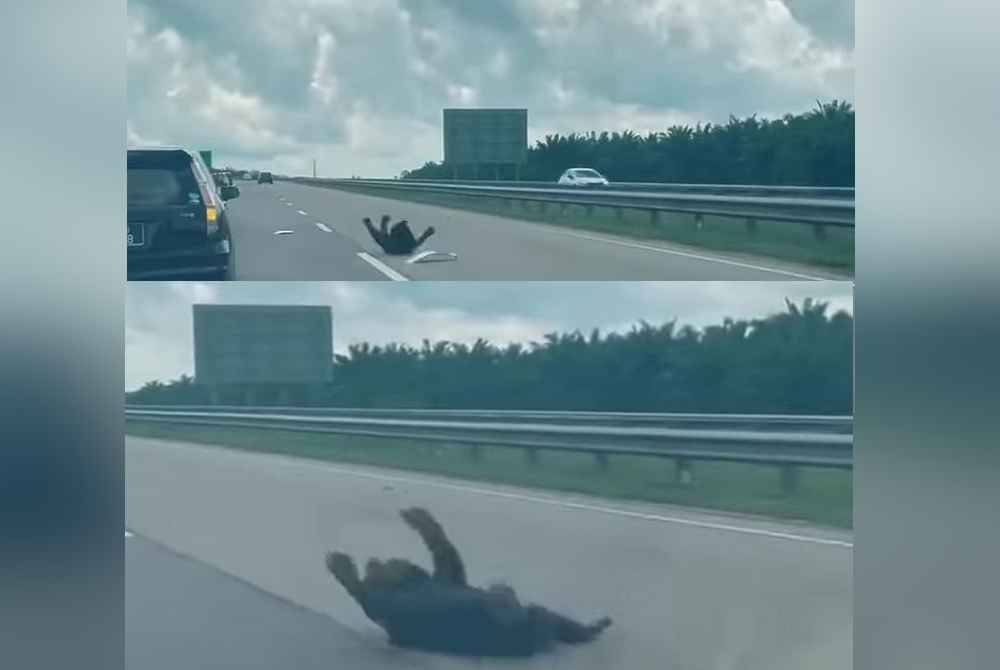 Beruang Berguling Kesakitan Selepas Dilanggar Di LPT2