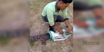 Anak Buaya Sesat Masuk UniSZA