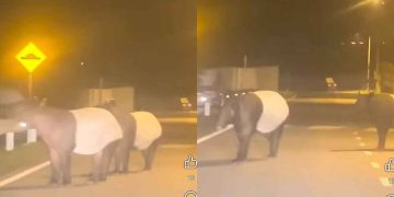 Dua Tapir Sesat Dalam Kawasan Perumahan Di Rembau
