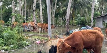 Lembu Rayau Akan Disita, Pemilik Bakal Dikompaun RM2,000