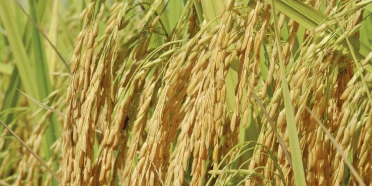 Harga Kawalan Maksimum Benih Padi Sah Turun RM2 Sekampit – KPKM