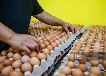 Subsidi Telur Ayam Dikurangkan 50 Peratus Mulai Esok, Tamat Sepenuhnya 1 Ogos
