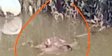 Mayat Kanak-kanak Ditemukan Di Dalam Sungai