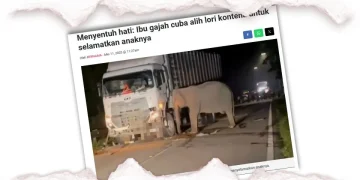 Anak Gajah Mati Dilanggar Lori Ayam, Melintas Tiba-tiba