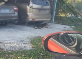 Suri Rumah Pula Cedera Diserang Anjing Liar Ketika Bersenam