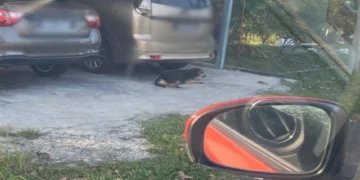 Suri Rumah Pula Cedera Diserang Anjing Liar Ketika Bersenam