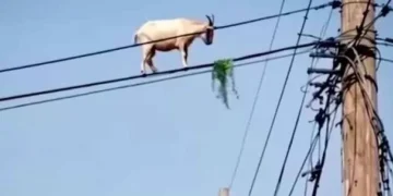 Kambing ‘Santai’ Atas Kabel Elektrik Sambil Kunyah Rumput