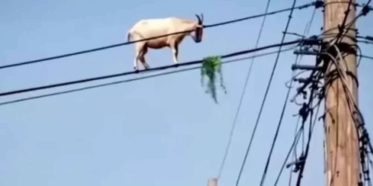 Kambing ‘Santai’ Atas Kabel Elektrik Sambil Kunyah Rumput
