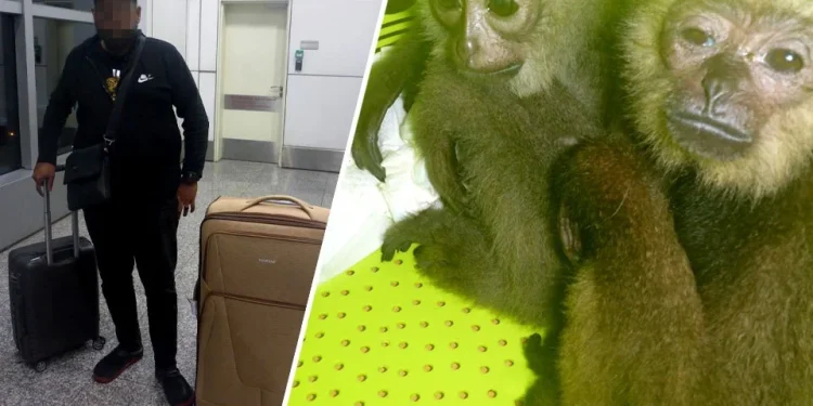 Lelaki Ditahan Cuba Seludup Empat Ungka Tangan Hitam Di KLIA