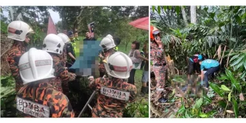 Warga Emas Maut Terkena Libasan Pokok Getah