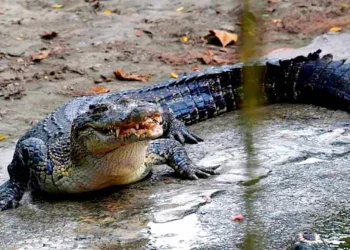 Lelaki Hilang Dibaham Buaya Ketika Memancing