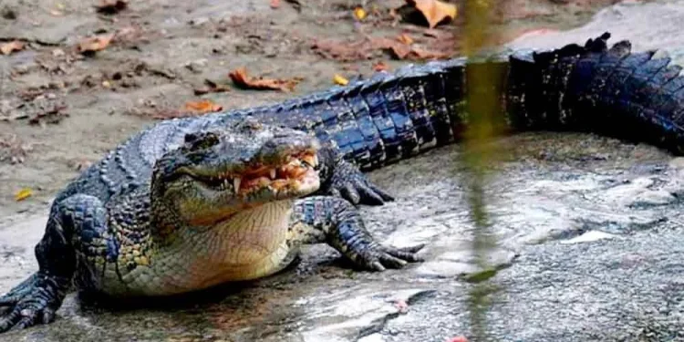 Lelaki Hilang Dibaham Buaya Ketika Memancing