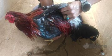 Polis Tahan Tiga Lelaki, Rampas 936 Ayam Sabung Baka Filipina Tanpa Lesen