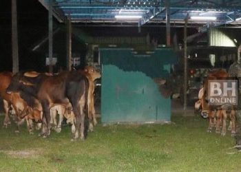 Sorok Dadah Dalam Rahim Lembu Betina Untuk Lolos Sempadan Malaysia-Thailand