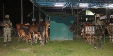 Sorok Dadah Dalam Rahim Lembu Betina Untuk Lolos Sempadan Malaysia-Thailand