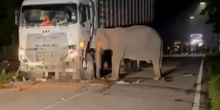 Lebih 2,300 Insiden Haiwan Liar Mati Dilanggar Dalam Tempoh 4 Tahun – PERHILITAN