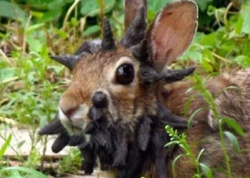 Arnab ‘Bertanduk’ Di Colorado Akibat Virus