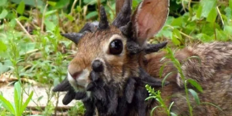 Arnab ‘Bertanduk’ Di Colorado Akibat Virus