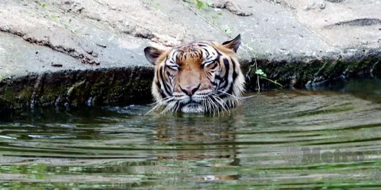 Bangkai Harimau Dalam Kereta Boleh Dijual Hingga RM300,000 Di Pasaran Gelap