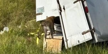 Trak Bawa Monyet Makmal Terbalik Di Amerika Syarikat, Punca Panik Awam