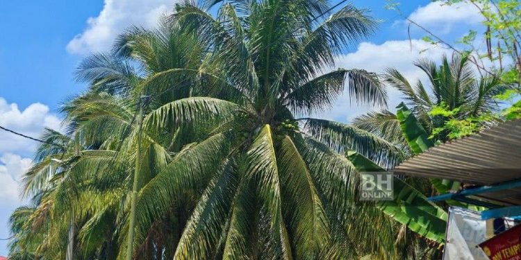 ‘Suami Memang Suka Panjat Pokok’, Kata Isteri Lelaki Pengsan Ketika Uji Alat Memanjat