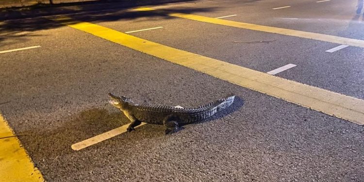 Buaya Sesat Muncul Di Jalan Raya Marina, Miri