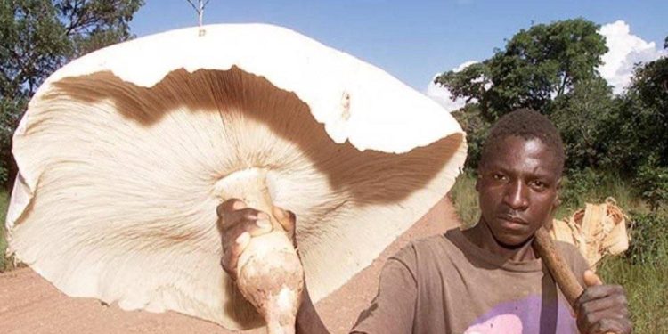 ‘Ichikolowa’ – Cendawan Gergasi Dari Zambia Yang Boleh Memberi Makan Satu Keluarga!