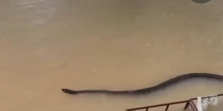 SERAM MELAMPAU…. Kemunculan Ular Hitam Gergasi Dalam Banjir Di Thailand
