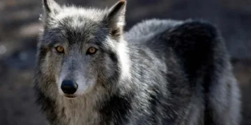 Serigala Terlepas Dari Kandang Zoo, Pengunjung Lari Selamatkan Diri