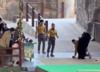 Serangan Beruang Di Hangzhou Safari Park: