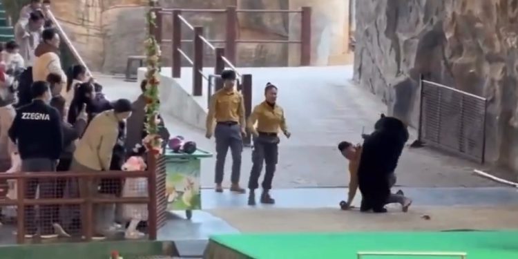 Serangan Beruang Di Hangzhou Safari Park: