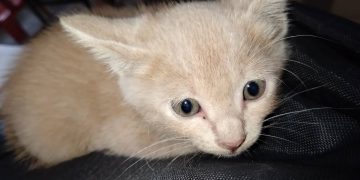 Anak Kucing Terselamat Walaupun Di Celah Ratusan Kenderaan Berat