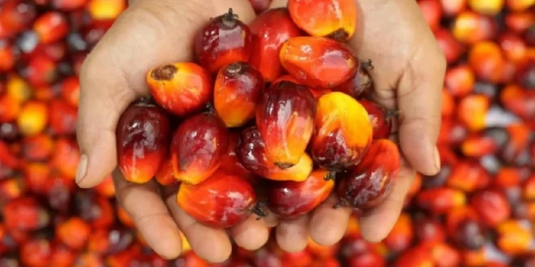 Harga Minyak Sawit Diunjur RM3,800 Hingga RM4,100 Satu Tan Bulan Depan