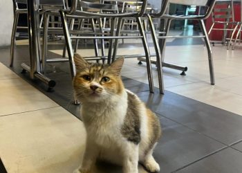 Mengapa Zalim Buang Kucing Bunting?