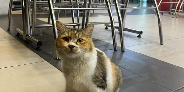 Mengapa Zalim Buang Kucing Bunting?