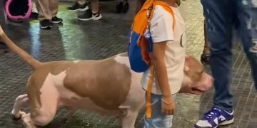 Video Anjing Kencing Dalam Mall Tular, Cetus Rasa Tidak Selesa Orang Ramai