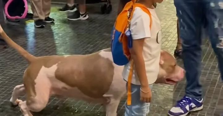 Video Anjing Kencing Dalam Mall Tular, Cetus Rasa Tidak Selesa Orang Ramai