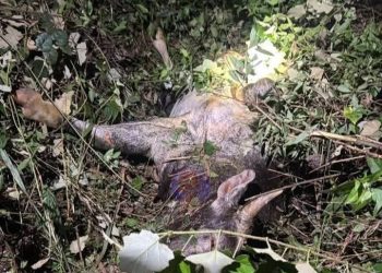 Dua Wanita Maut Kerana Kerbau Seekor