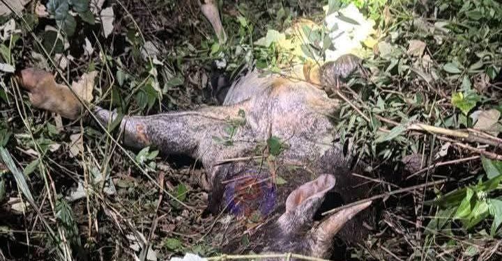 Dua Wanita Maut Kerana Kerbau Seekor