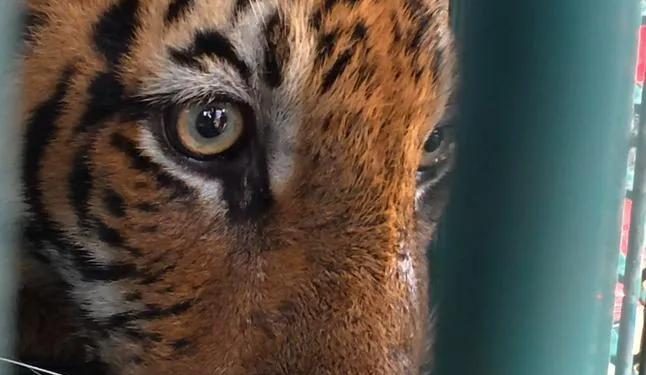 Penangkapan Harimau Di Bukit Kinding, Tanjung Rambutan: Amaran Dari Alam