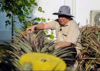 Mat Sabu Saran Rakyat Tanam Nanas Di Kawasan Rumah, Jadi Duit Belanja Dapur