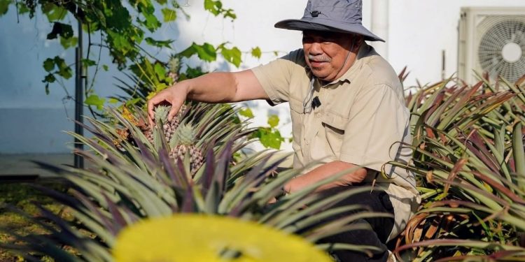 Mat Sabu Saran Rakyat Tanam Nanas Di Kawasan Rumah, Jadi Duit Belanja Dapur