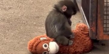 Anak Monyet ‘Punchi-kun’ Ditolak Ibu, Diberi Peluang Hidup Semula Jadi