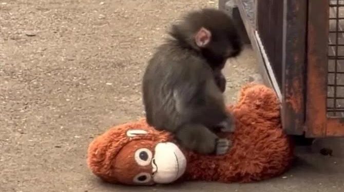 Anak Monyet ‘Punchi-kun’ Ditolak Ibu, Diberi Peluang Hidup Semula Jadi