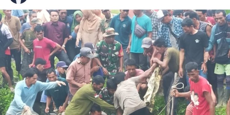 Wanita Maut Diserang Buaya Muara Ketika Mencari Lokan Di Simeulue