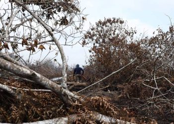 Hutan Paya Gelam, Pagoh Seluas 54 Hektar Pula Terbakar