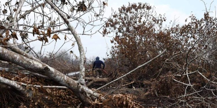 Hutan Paya Gelam, Pagoh Seluas 54 Hektar Pula Terbakar