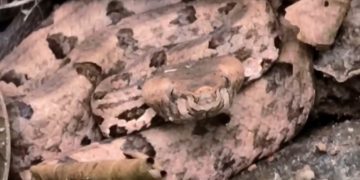 Penyamaran Hampir Sempurna: Awas ‘Ular Kapak’ Di Laluan Hutan